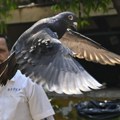 Oslobođen "špijunski golub": Indija posle 8 meseci zatočeništva pustila pticu na slobodu, sumnjali su da ga je poslala Kina