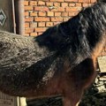 Konja držao vezanog u izmetu, ko zna koliko, u polučučnju: Plemenita životinja spasena, ali mu je kičma deformisana (foto)