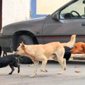 Psi lutalice napali dete u blizini Osnovne škole: Tragedija izbegnuta pukom slučajnošću