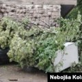 Nevrijeme u Trebinju, jak vjetar uzrokovao lomljenje drveća