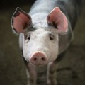 Uprava za veterinu: Tri žarišta afričke kuge svinja u Srbiji
