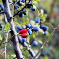 Znakovi nedostatka vitamina C koje ne treba ignorisati