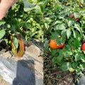 Ljuta paprika iz Lazareva: Solidan rod a kvalitet iznad očekivanja