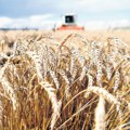 Agro stručnjaci: Očekujemo dobre prinose, moguć rekordan rod pšenice