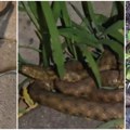 Zar i Novi Sad postaje zmijarnik? Novosađani prijavili susrete sa zmijama na raznim lokacijama u gradu. Ima li razloga za…
