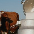 Počeo novi krug isplate premija za mleko: Evo do kada se podnose zahtevi
