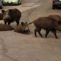 Divlje svinje lutaju Zagrebom: Gradonačelnik - Nije ništa neobično ni za evropske metropole