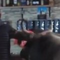 "Ovo ima samo kod nas" Bika Jablana uveli u kafanu, pravo pred šank (video)