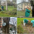 Zelenilo nastava sanaciju i zaštitu drveća: Lekoviti tretmani i za dva platana u Molinarijevom parku