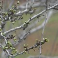 Tropsko voće na obroncima planine Malič (VIDEO)