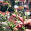 Alergija na ambroziju pogađa pola nacije: Kako praćenje polena ambrozije može pomoći pacijentima