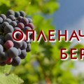 62. Oplenačka berba u Topoli