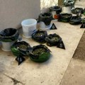 Pustili ga da obere i osuši travu, pa su ga uhapsili u okolini Smedereva zaplenjeno preko devet kila marihuane