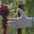 Форбес Магазин: Како ради робот који бере грожђе