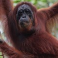 Pomor orangutana na Sumatri, najugroženija vrsta čovekolikih majmuna korak bliža ka izumiranju