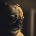 "Psi koji su stvoreni da pate": Ljudi masovno napuštaju francuske buldoge i mopseve zbog visokih veterinarskih troškova
