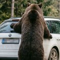 Medved razbucao škodu! Vlasnik ostavio u kolima ono što nije smeo, snimak iz komšiluka izaziva nevericu