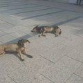 Za hvatanje i čuvanje napuštenih pasa grad Niš izdvaja 130 miliona dinara