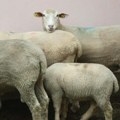 Ovčije boginje u Severnoj Makedoniji: Uginulo oko 10.000 ovaca