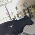 "Ajde reci joj da se makne!" Krava blokirala granični prelaz izmešu CG i Bosne! Scena za nevericu (video)