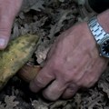 Ljubitelji gljiva razočarani – nagle promene vremena uništile sezonu