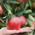 Моћна јабука Воће које храни црева, чува срце и подиже одбрану организма