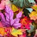 Horoskop za 9. septembar: Vodolija deluje ambiciozno, Ribe na meti negativnih komentara