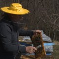 Teška godina za pčelarstvo: Bagremovog i livadskog meda gotovo da nema, pčelari strahuju za opstanak košnica [VIDEO]