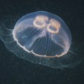 Meduze su otporne na rak, a naučnici su konačno shvatili zašto