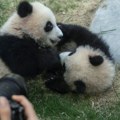 Stigle nove zvezde Zoo vrta u SAD: Dve džinovske pande doputovale iz Kine u Atlantu