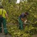 FOTO: "Zelenilo" zbog nevremena imalo 354 intervencija, parkovi i Štrand i dalje zatvoreni