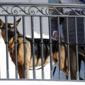 Bajdenov pas Komander ujeo pripadnike Tajne službe najmanje 10 puta
