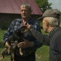 Bizarni slučaj u Poljskoj: Psa optužili da je uništio sto glavica kupusa, u sve umešana i policija: Uzeli su mu i otiske…