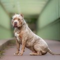 Psi zabranjene rase, bully XL, usmrtili vlasnicu u predgrađu Londona