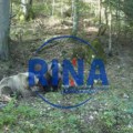 Oprez zbog medveda na Perućcu: „Ženka sa tri mečeta gotovo svakodnevno se pojavljuje“