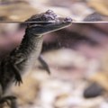 VIDEO: Beba krokodil u bazenu luksuznog odmarališta u Kvinslendu