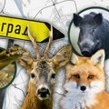 Beograđanka udarila lisicu i olupala auto, drugi vozač naleteo na patku, a na "Milošu Velkom" "divljaju" divlje svinje…