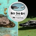 Svetski rekorder stanuje usred Beograda: Preživeo je 3 bombardovanja i gangrenu, danas jedva mrda i potpuni je hit