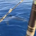 Neman od 3 metra snimljena u Jadranu! Vrsta potencijalno opasna po ljude, ribolovci se šokirali: Plivali su tu samo pola sata…