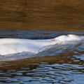 Plutajuće zlato: U telu nasukanog kita kod Kanarskih ostrva pronađen ćilibar vredan 500.000 evra