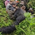Da se zalediš: Neverovatan trenutak kada se džinovska gorila pojavila i prošla na milimetar od turista (video)