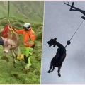 (Video) Krave evakuisane helikopterom u Švajcarskoj! Luda vožnja, ali spasonosna! Pogledajte neverovatan snimak akcije!