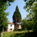 U selu Stol kod Babušnice rastu najviše sekvoje u Evropi! Prošlog veka doneli su ih iz Beograda, a ostalo je istorija.. Mile…