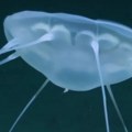 Meduza velika kao školski autobus otkrivena u dubinama Atlantika