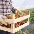 Od njive do sertifikata: Kako izgleda prelazak na organsku proizvodnju?