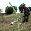 Kreće borba protiv ambrozije – kako Ministarstvo planira da iskoreni ovaj alergen