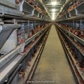 Udruženje Vege zajednica i druga udruženja za zaštitu životinja: Povući nacrt zakona o dobrobiti životinja