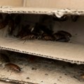 Ovo je pravi raj za bubašvabe: Kartonske kutije nisu za dugoročno skladištenje, rešite ih se! Posebno su opasne ako vam stoje…