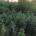 Pronađena plantaža marihuane kod Varvarina! Uhapšena dvojica muškaraca - pali na licu mesta, a evo šta je policija našla u…