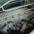 Afrička kuga svinja do sada konstatovana na više od 2.200 gazdinstava u 47 opština